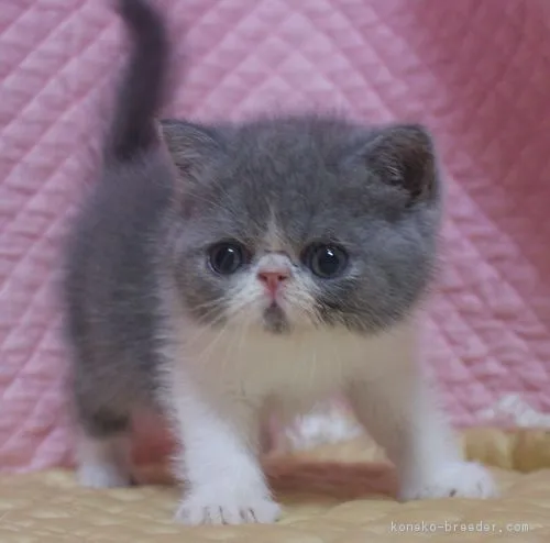 ID：1810-00264の子猫