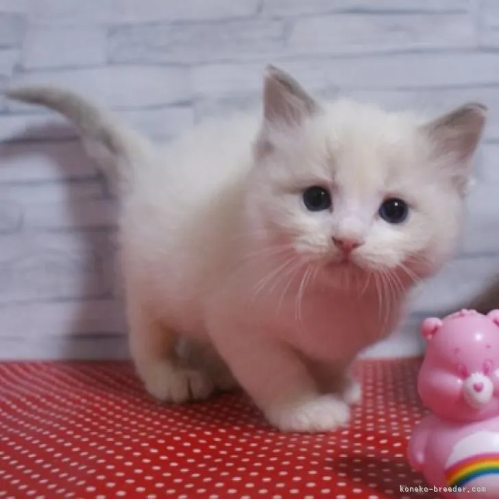 ID：2301-02314の子猫