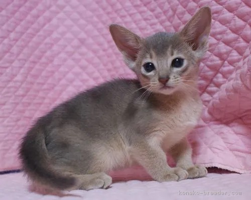 更紗 様のお迎えした子猫