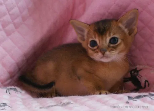 すーちゃん 様のお迎えした子猫