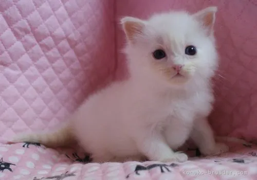 健ちゃんかあさん 様のお迎えした子猫