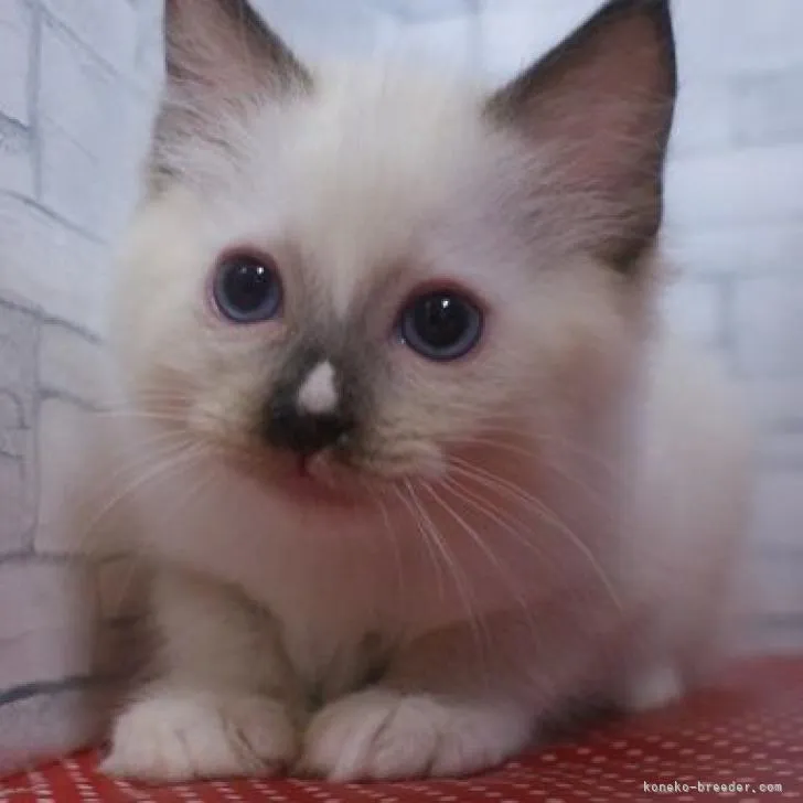 ID:2211-01511の子猫