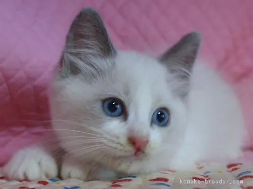 すっくん 様のお迎えした子猫