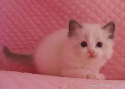 Tatsu 様のお迎えした子猫
