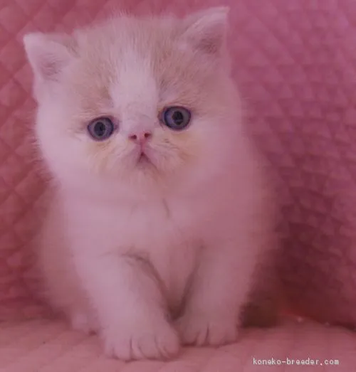 ID：1912-01514の子猫