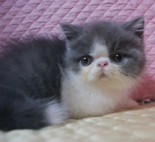 ID:1901-01364の子猫