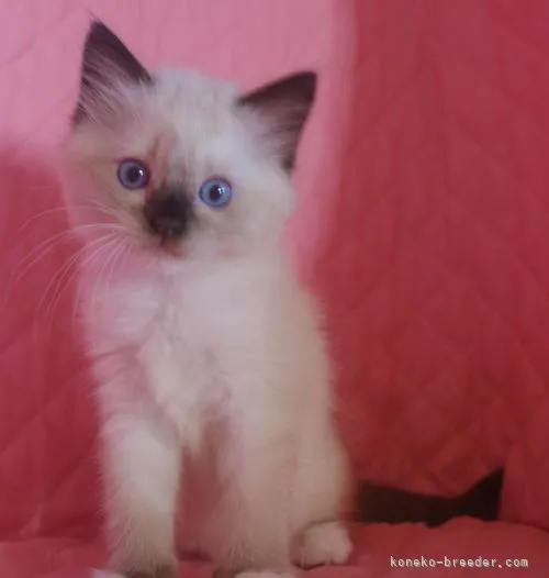 ID:2103-01786の子猫