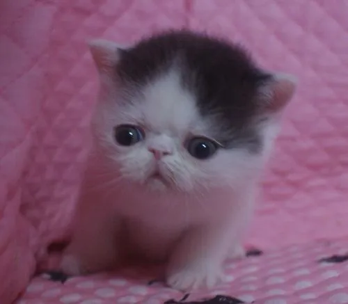 ID：1501-00215の子猫