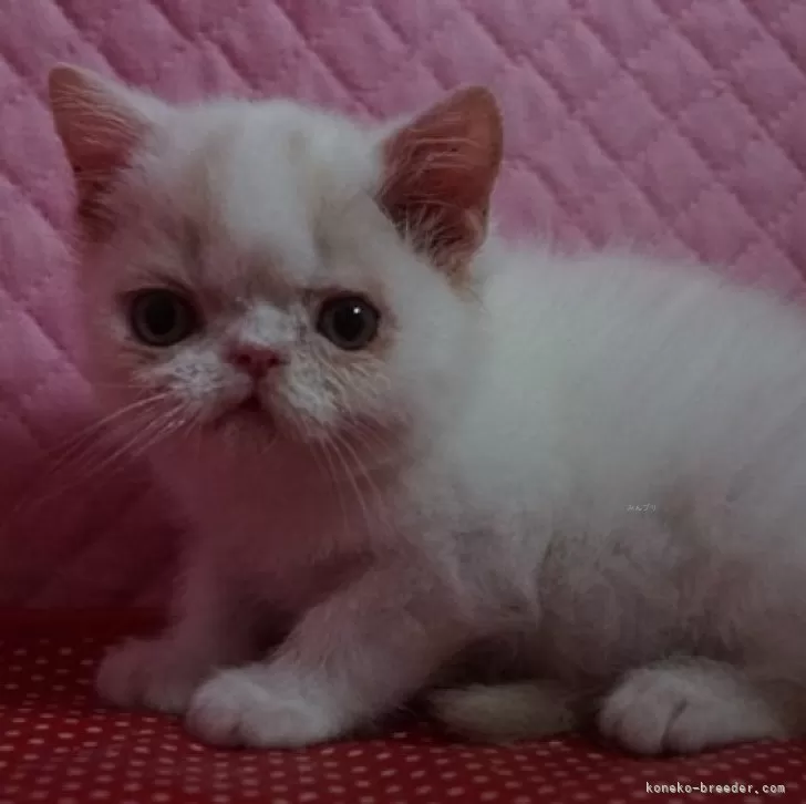 ID：2404-03382の子猫
