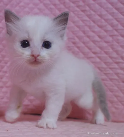 慎ちゃん 様のお迎えした子猫
