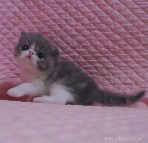 ちゃあこ 様のお迎えした子猫