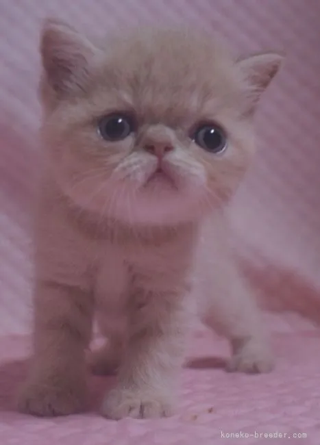 ID：2108-01917の子猫
