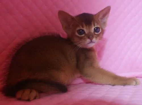 ID：1501-00249の子猫