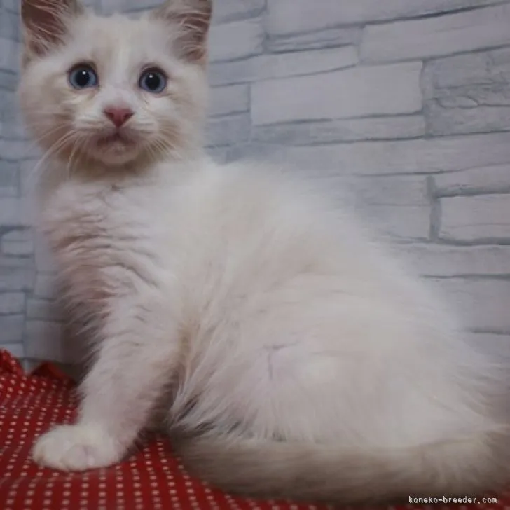 ID：2306-01876の子猫