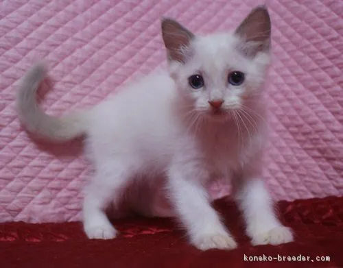 横山悠太 様のお迎えした子猫