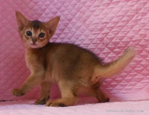 ID：1708-00276の子猫