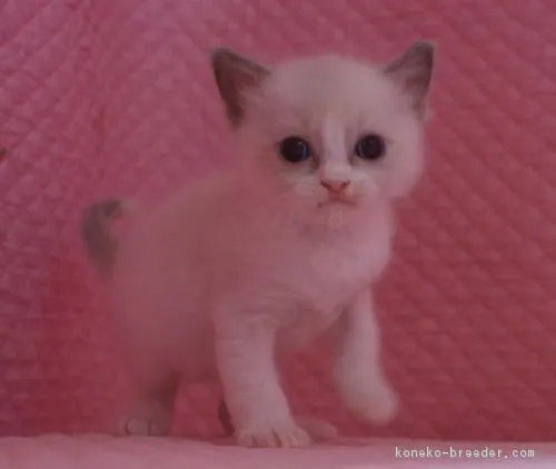 福和 ゆき子 様のお迎えした子猫