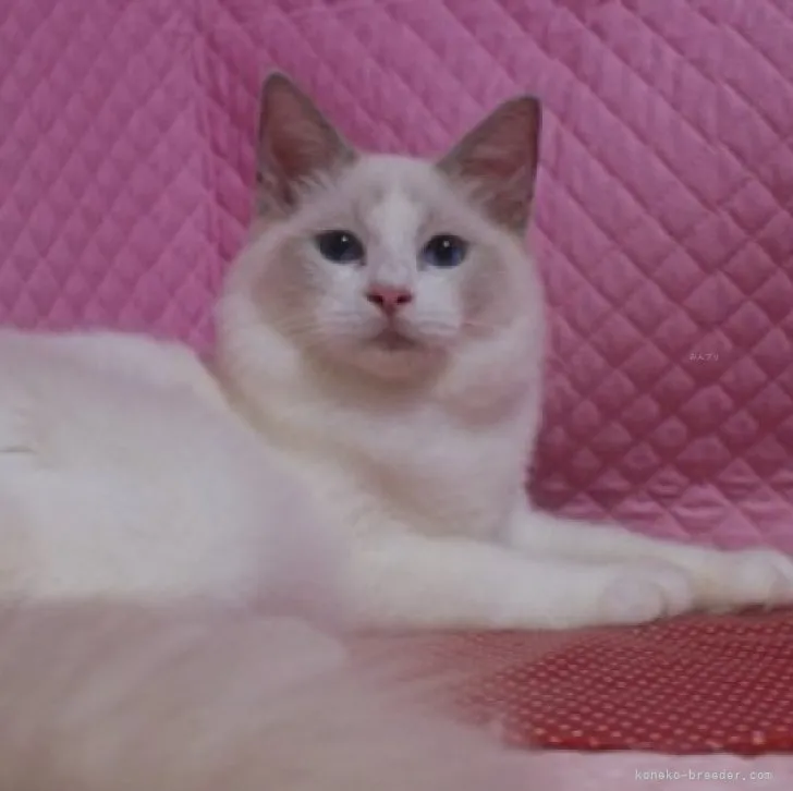 ID:2305-03110の子猫