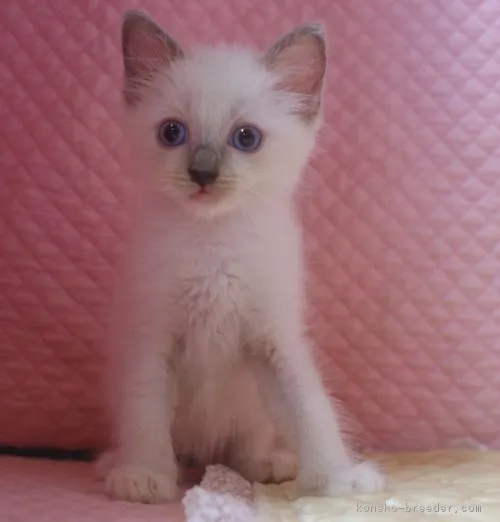 きぃたん 様のお迎えした子猫
