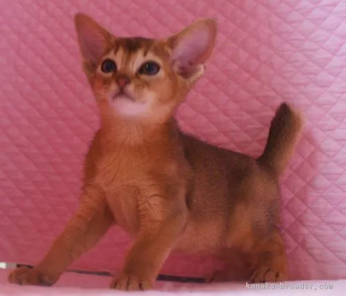 ID:1709-00274の子猫