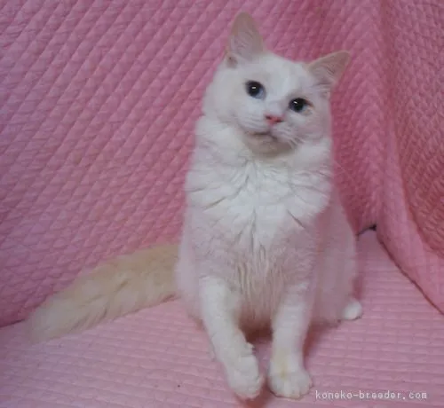 ぴこにゃん 様のお迎えした子猫