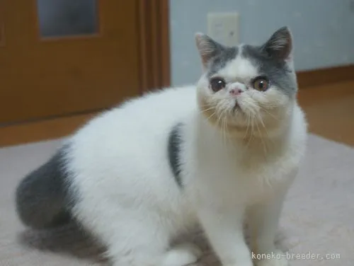 ID：1508-00466の子猫