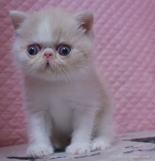 ID:1903-00984の子猫