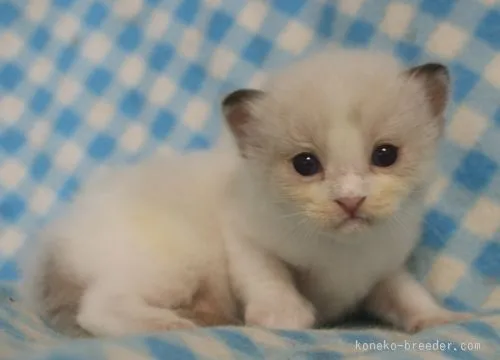 ID：1508-00067の子猫