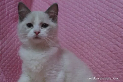 KYO 様のお迎えした子猫