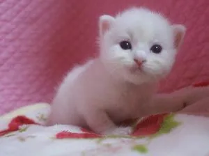 ID：1406-00055の子猫