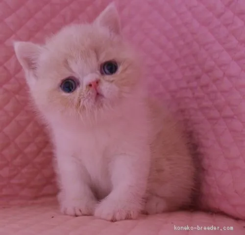 ID:1912-01401の子猫