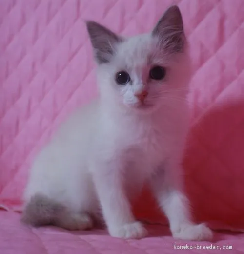 ID：2012-01574の子猫