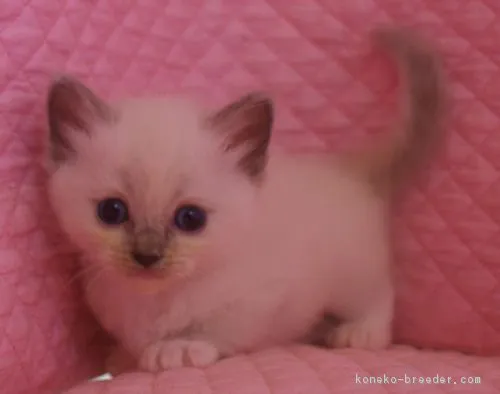 パック 様のお迎えした子猫