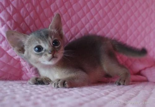 ID:1607-00263の子猫