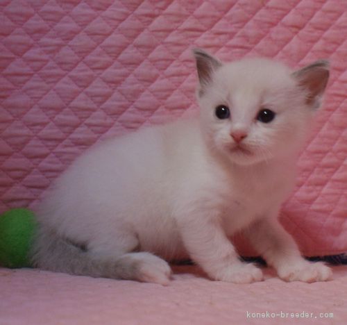 ID:1803-00592の子猫