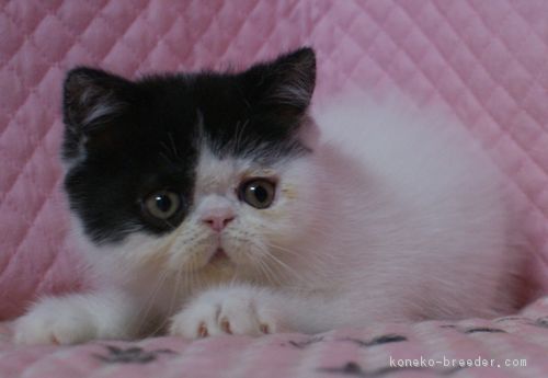 ID:1701-00259の子猫