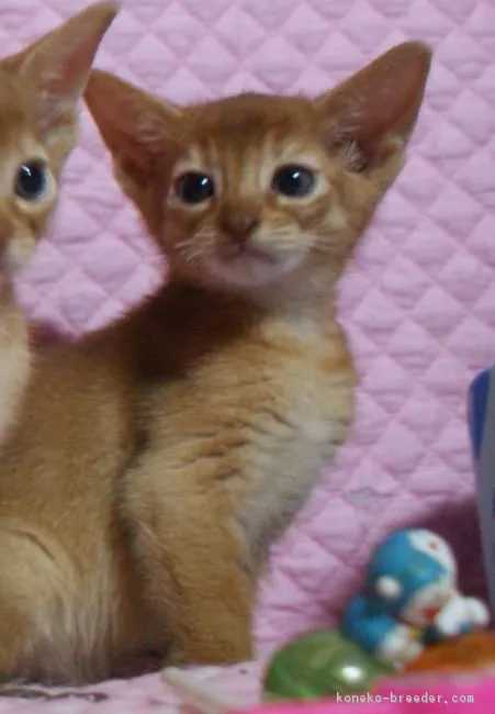 クレア 様のお迎えした子猫