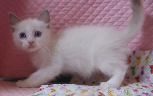 TK 様のお迎えした子猫