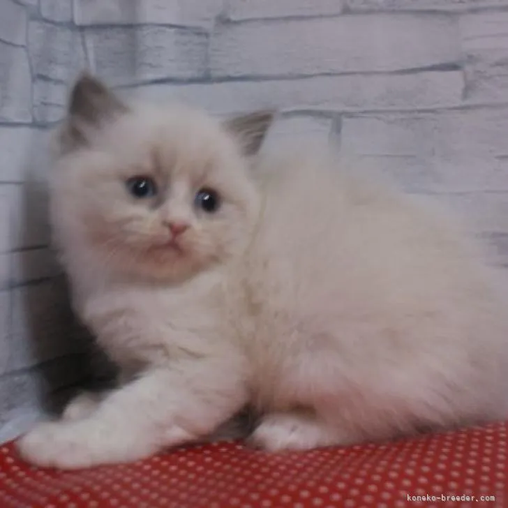 ID：2301-02328の子猫