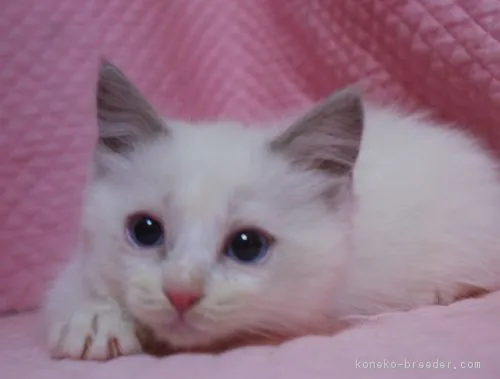 サコ 様のお迎えした子猫