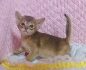 MAY 様のお迎えした子猫