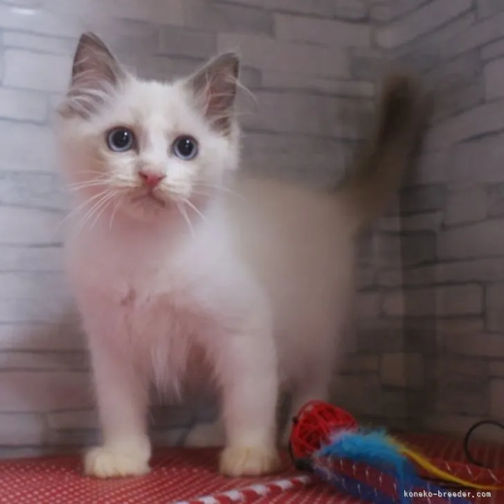 ID:2301-02326の子猫