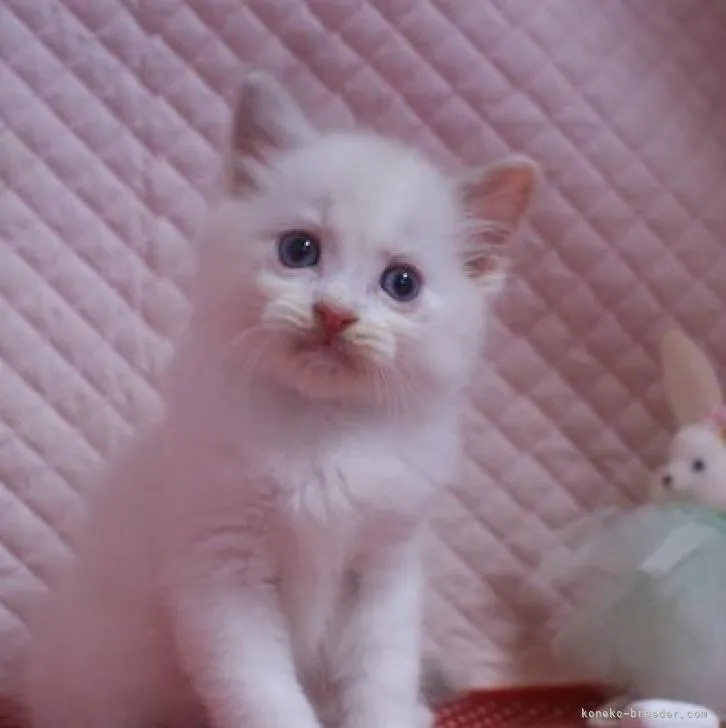 ID：2208-02348の子猫