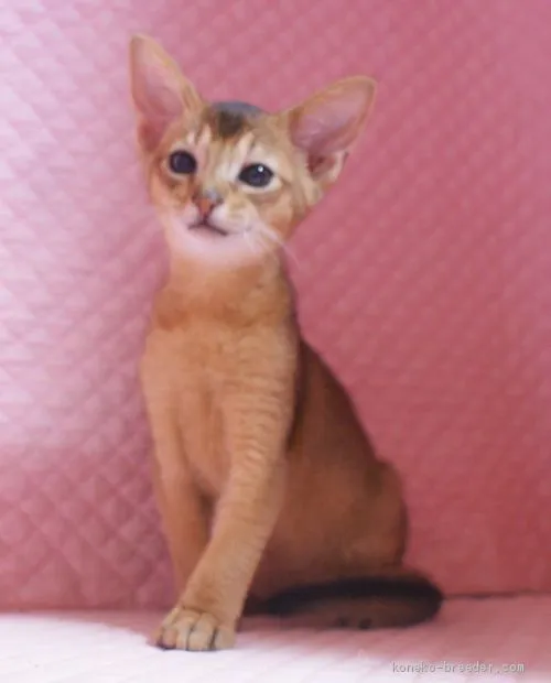 ID:1905-02136の子猫