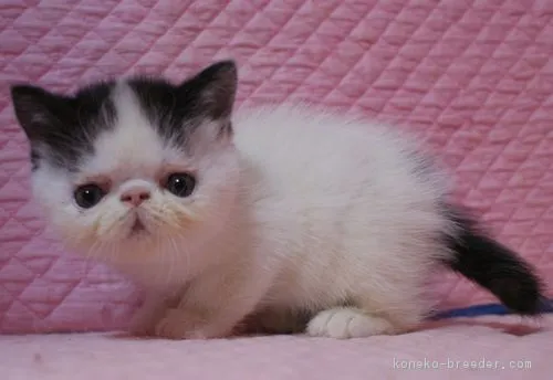 ID:1803-01135の子猫