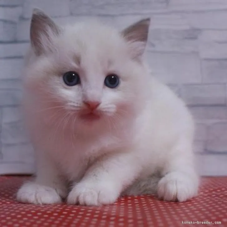 ID:2212-01904の子猫