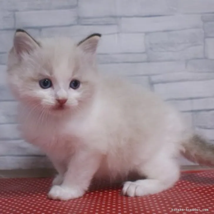 ID:2304-02915の子猫
