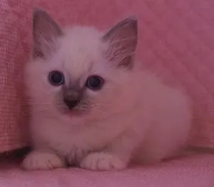 ID：1402-00049の子猫