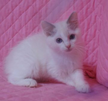 ラグドール【静岡県・男の子・2020年11月25日・ブルーポイントバイカラー】の写真「瞳の大きな可愛い坊や」