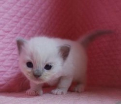 ラグドール【静岡県・男の子・2014年2月28日・ブルーポイントミテッド】の写真「瞳が大きなかわいい男の子」